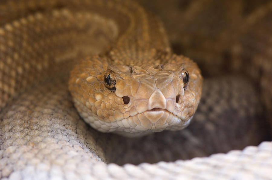 An Aruba Island Rattlesnake Crotalus Photograph by Joel Sartore