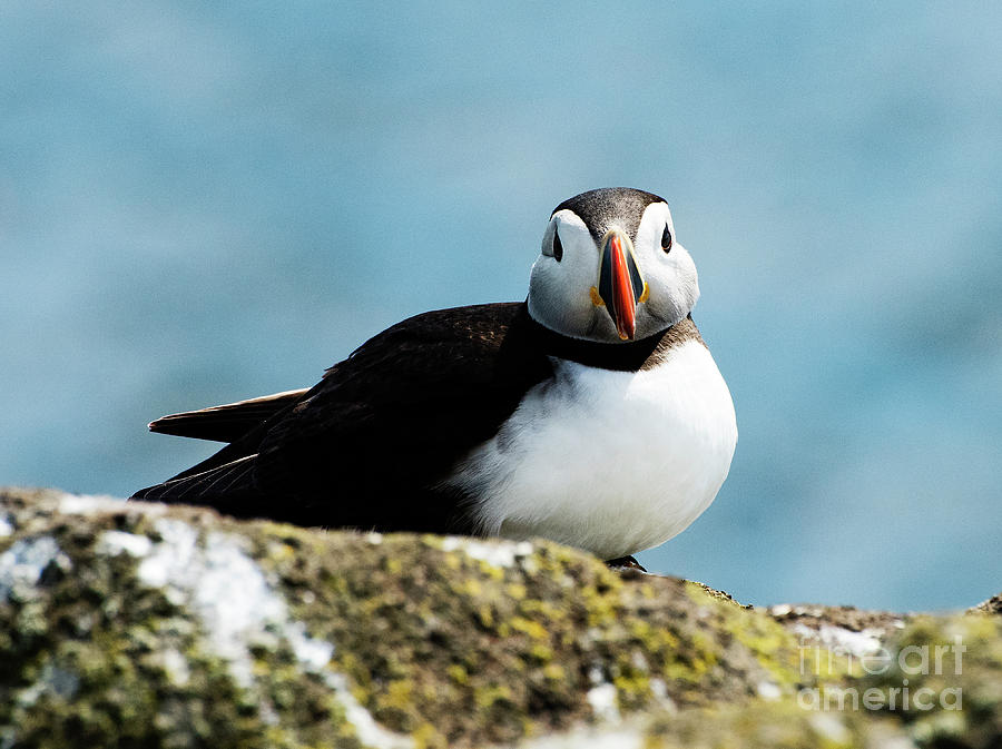 An Atlantic Puffin Photograph by Mary Jane Armstrong