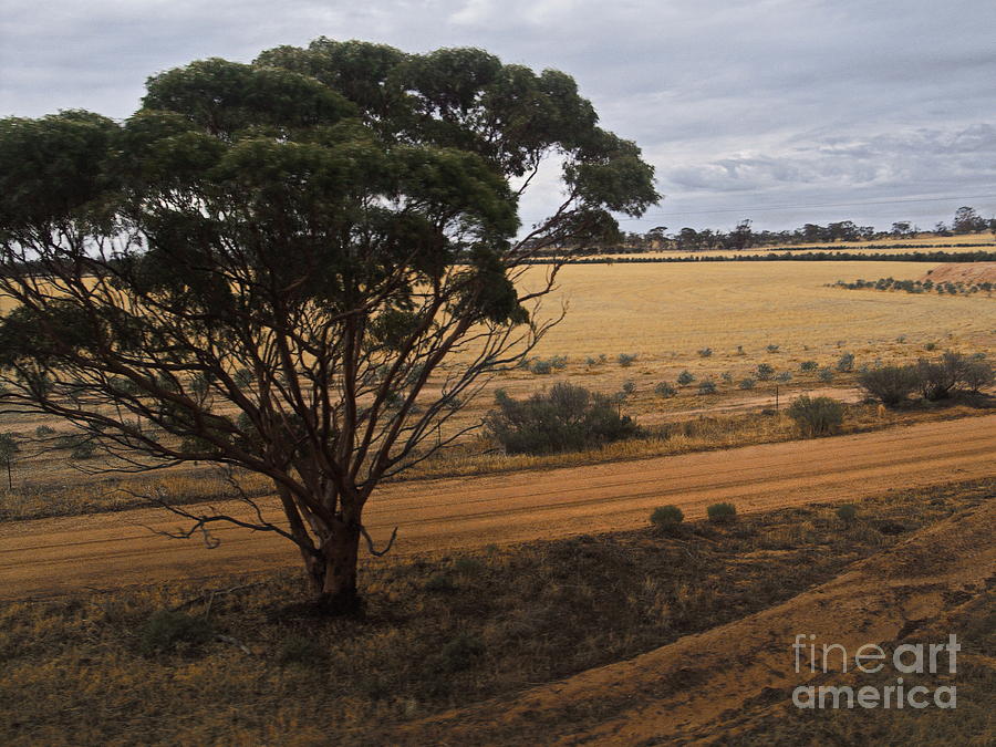 An Australian Tree Photograph by Tim Richards
