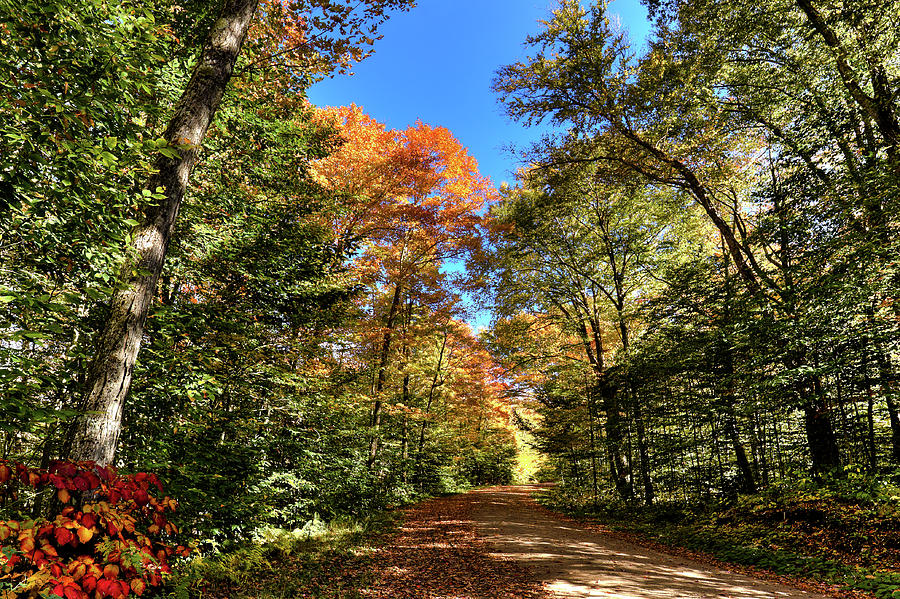 An Autumn Canopy Photograph by David Patterson