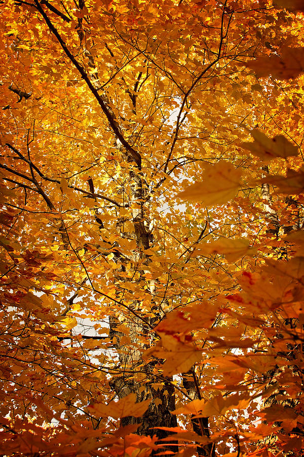 An Autumn Day Photograph by Gwen Gibson