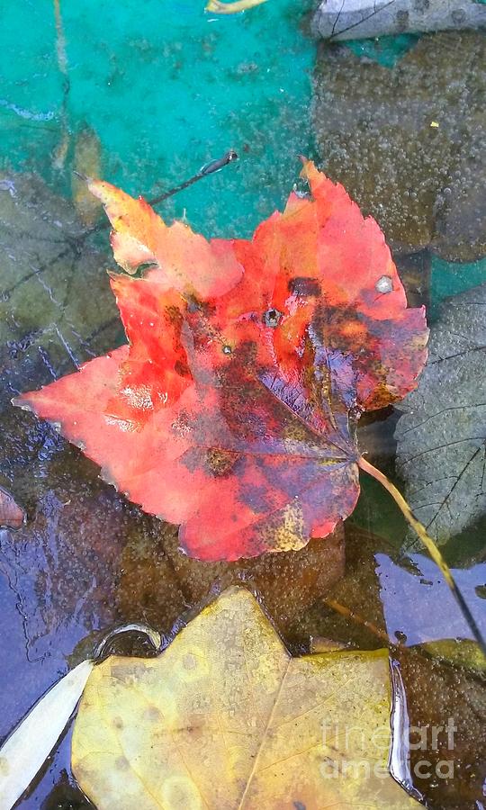An Autumn Frozen Photograph by Anne Ditmars