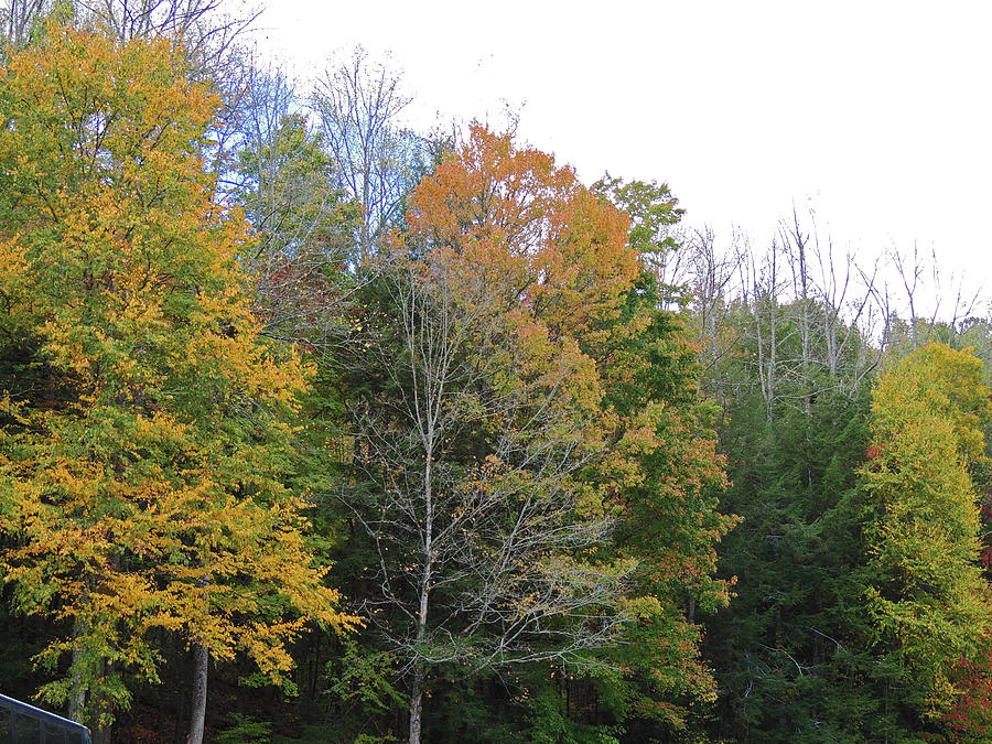 Tree Digital Art - An Autumn Grove of Trees by Marian Bell