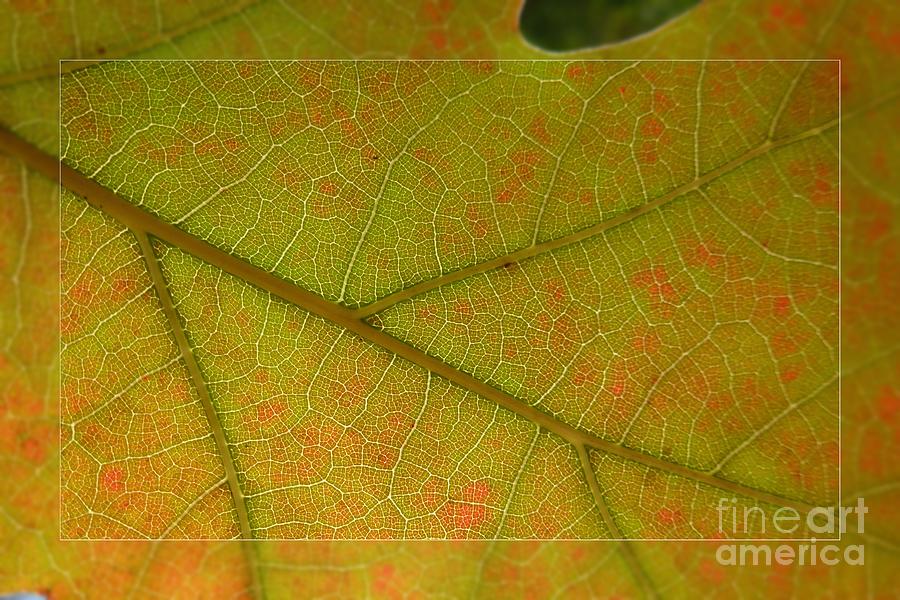 Fall Photograph - An Autumn Leaf by Jean Bernard Roussilhe