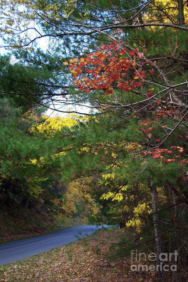 An Autumn Road Photograph by Skip Willits