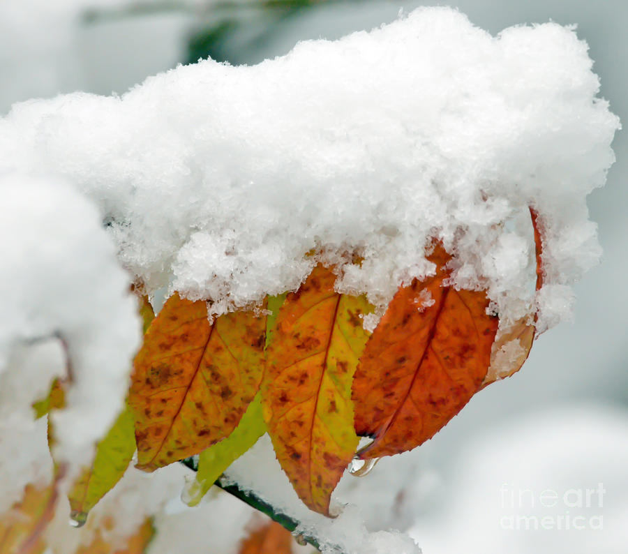 An Autumn Snow Photograph by Kerri Farley