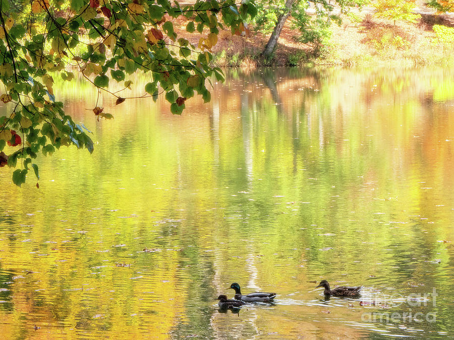 Duck Photograph - An autumn swim by David Lane