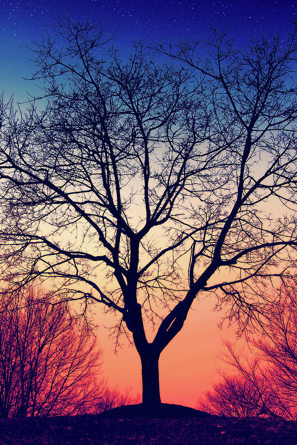 Sunset Photograph - An Autumn Tree Romance by Iryna Goodall