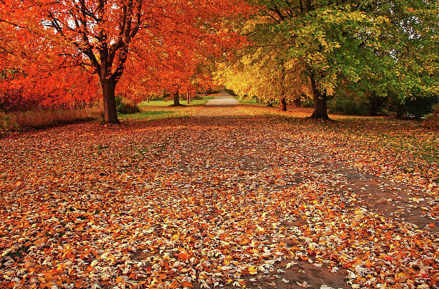An Autumn Walk Photograph by Debbie Oppermann