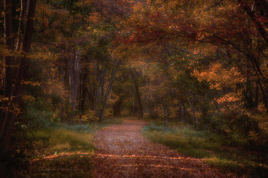 An Autumn Walk Photograph