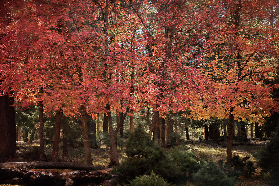 An Autumn Walk in the Woods  Photograph by Saija Lehtonen