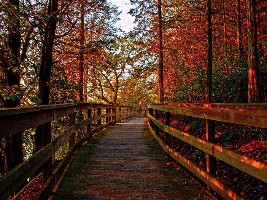 An Autumn Walk Photograph by Phil Koch