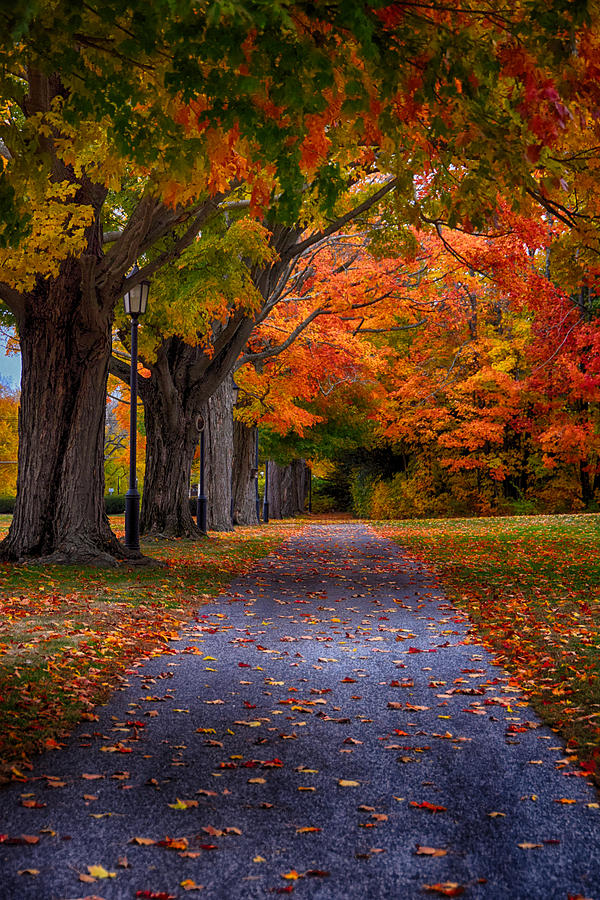 Fall Photograph - An Autumn Walk by Tricia Marchlik