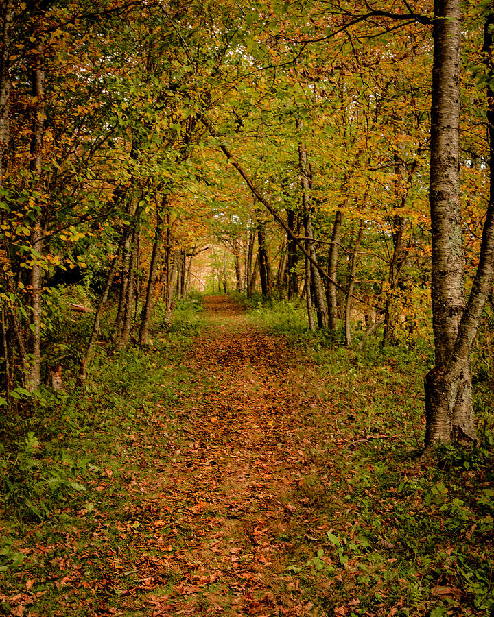An Autumns Walk Photograph by Kevin Senter