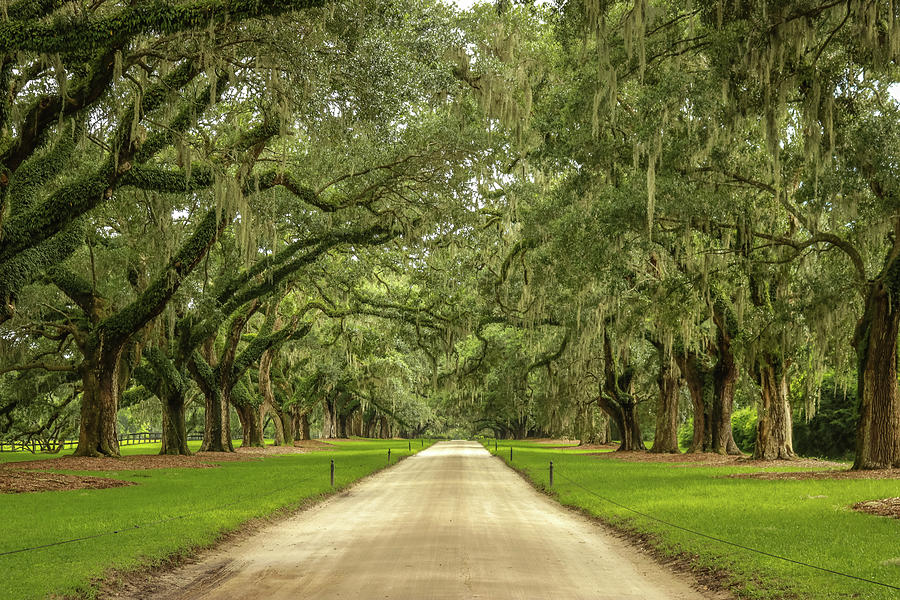 An Avenue of Oaks Photograph by Dana Foreman