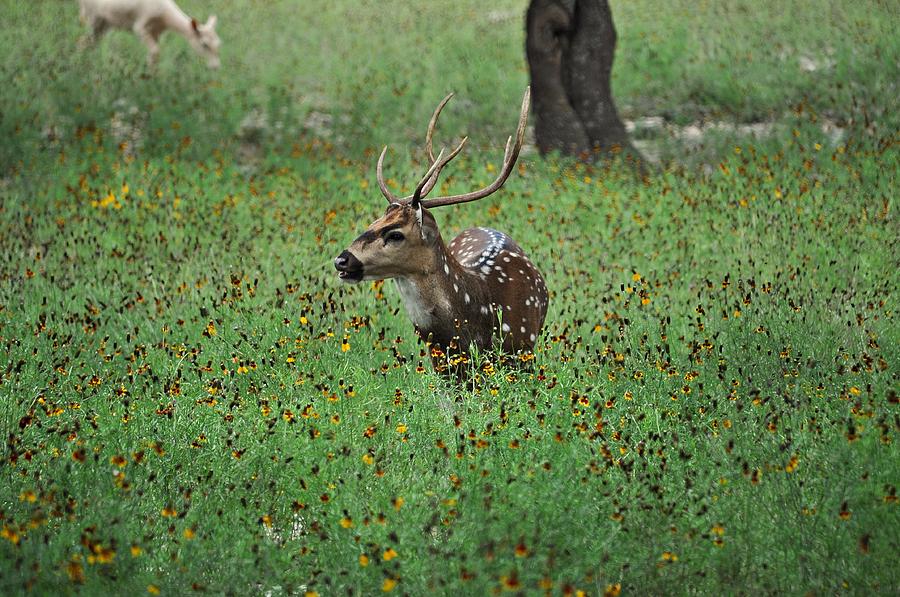 Deer Photograph - An Axis Deer by D M