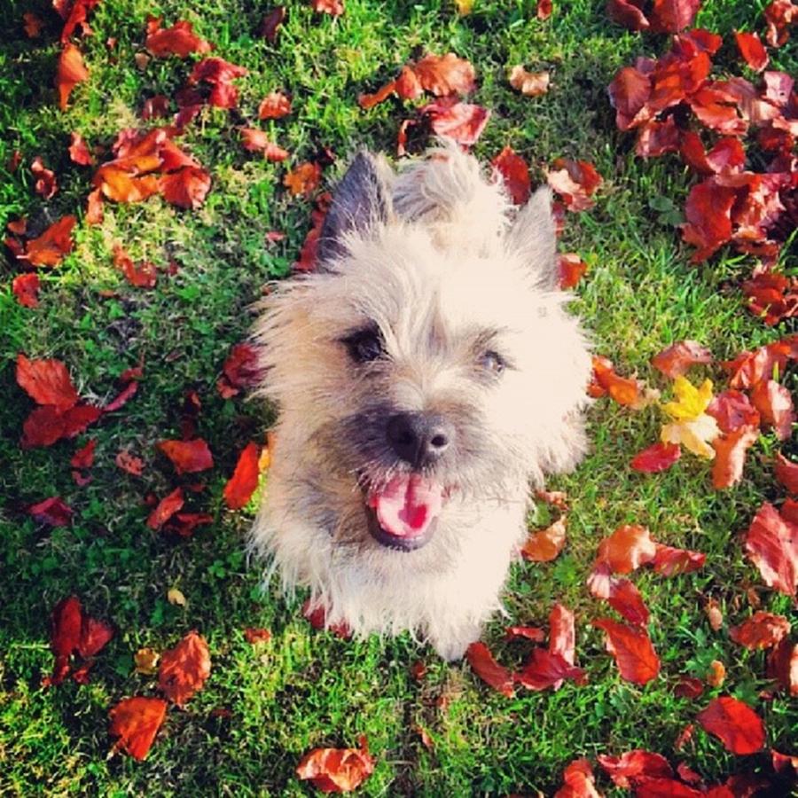 Dog Photograph - An Beautiful Autumn Walk With My Lil by Jennie Davies