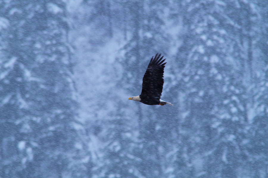 An Eagle Flying In Snowfall Photograph