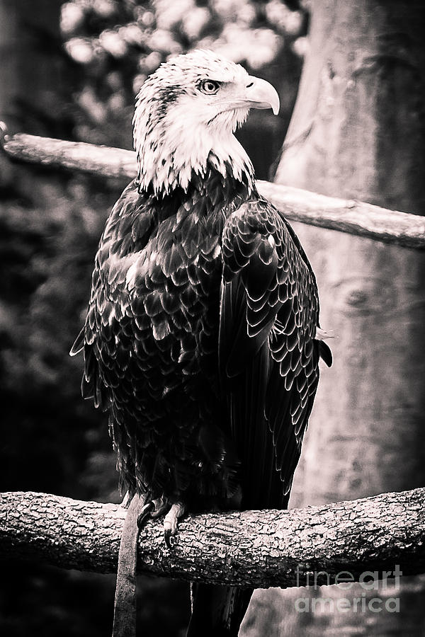 One Wing Eagle Photograph by Anna Serebryanik