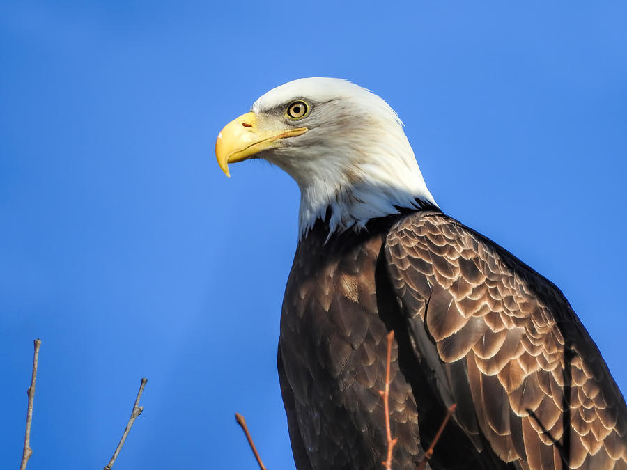 An Eagle Eye Photograph