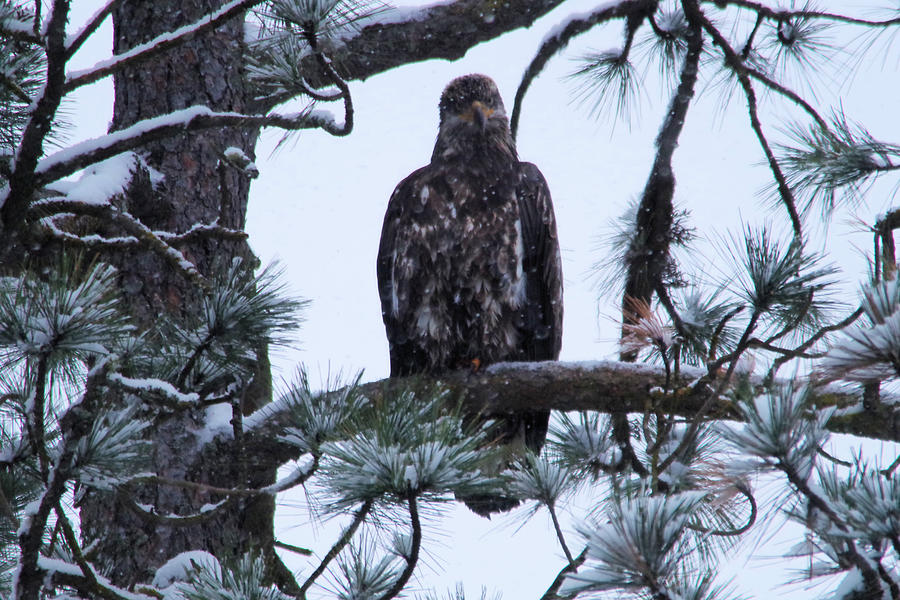 An eagle gazing through snowfall Photograph by Jeff Swan