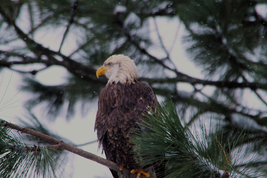An eagle in pine  Photograph by Jeff Swan