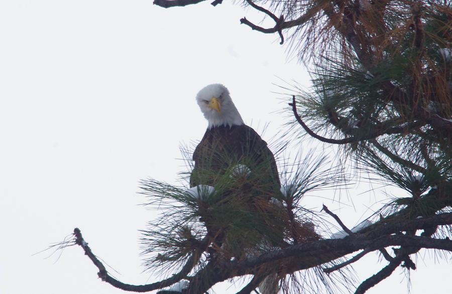 An eagle looks down Photograph by Jeff Swan
