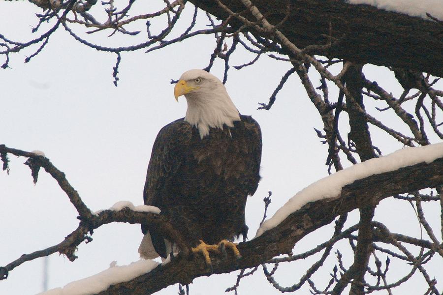 Eagle Photograph - An eagle on a branch by Jeff Swan