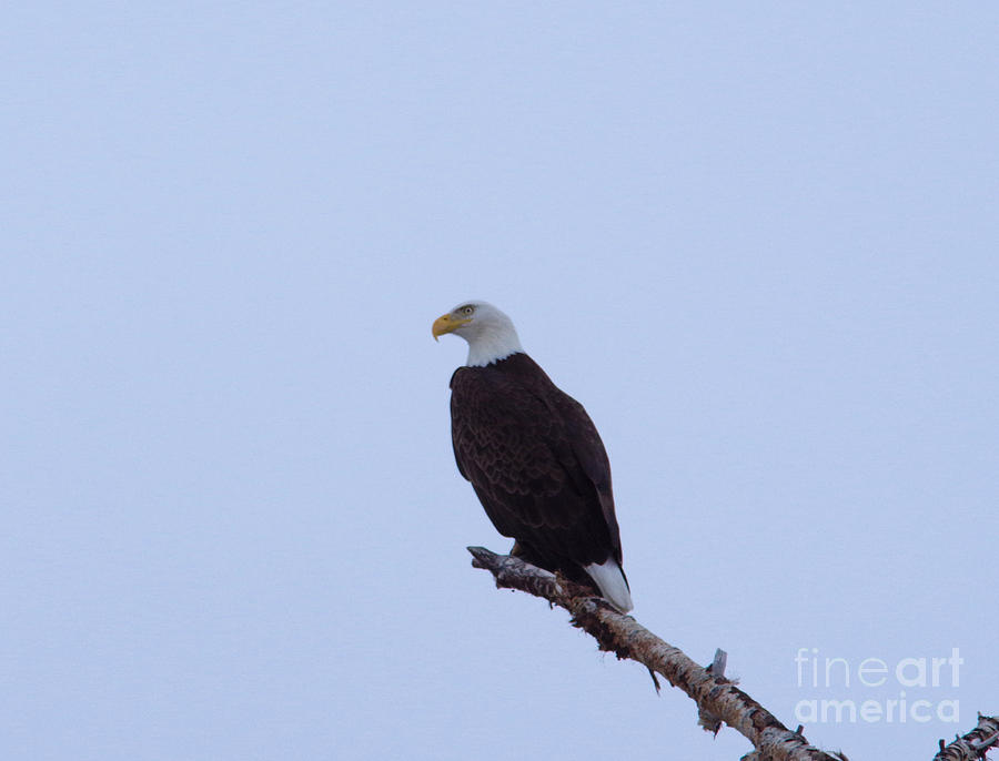 An Eagle On A Snag Near.brodus. Photograph