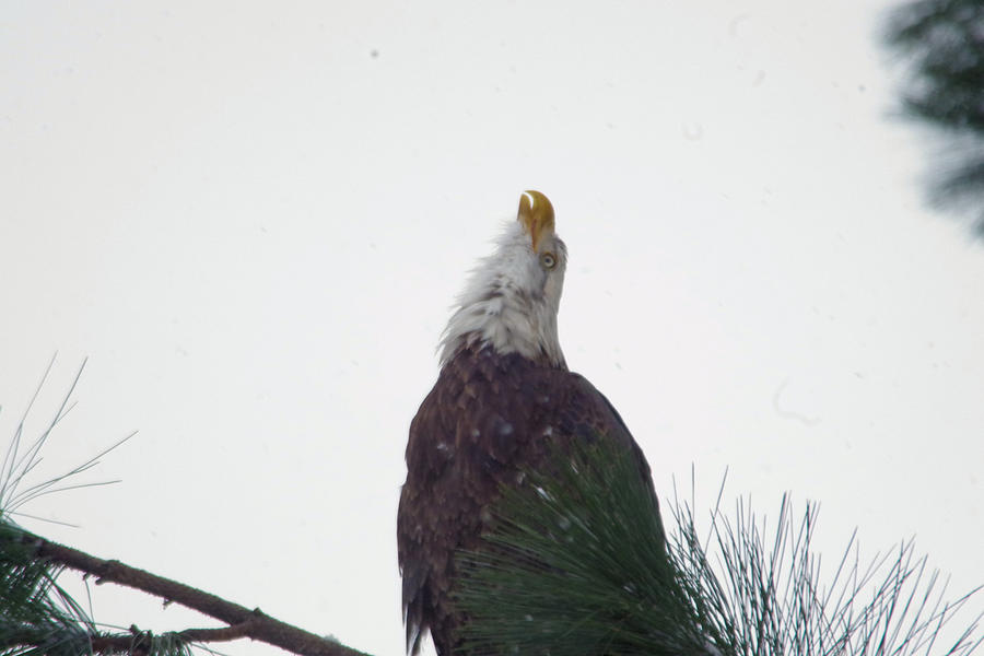 An eagle song Photograph by Jeff Swan