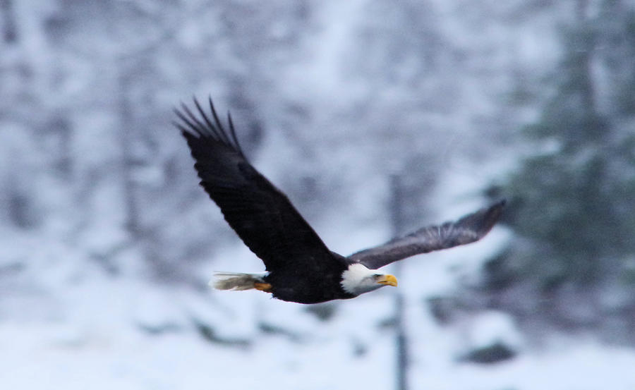 An eagle through th snowy air Photograph by Jeff Swan