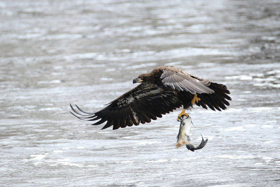 An Eagles Catch 10 Photograph by Brook Burling