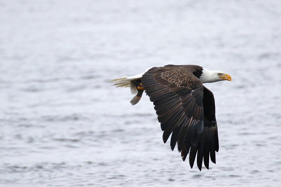 An Eagles Catch 11 Photograph by Brook Burling