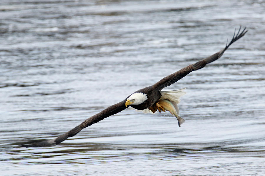 An Eagles Catch 12 Photograph by Brook Burling