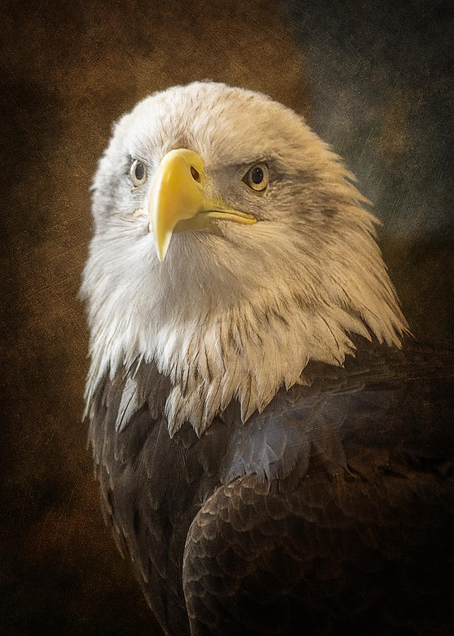 An Eagles Majesty Photograph by Bill and Linda Tiepelman