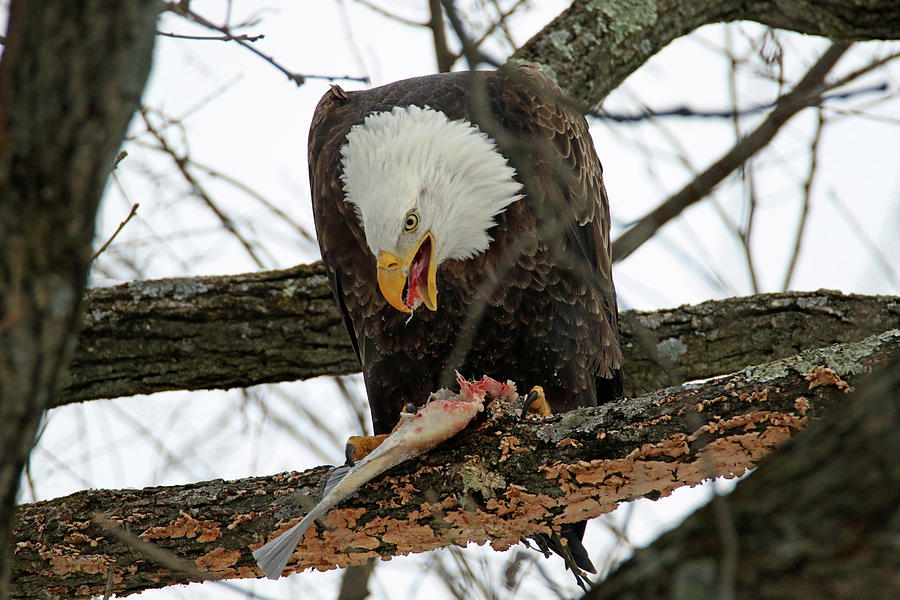 An Eagles Meal Photograph by Brook Burling