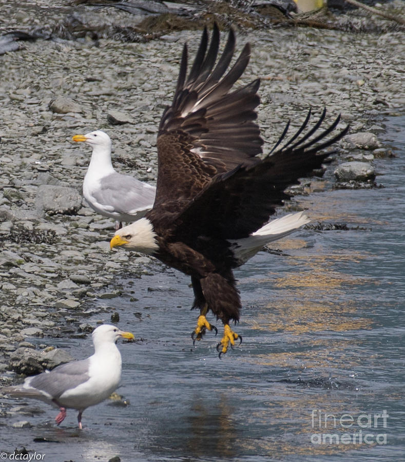 An Eagles Presence Photograph by David Taylor