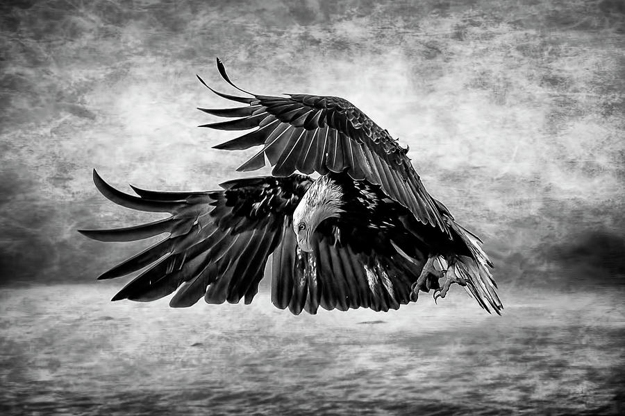 An Eagles Quest Photograph