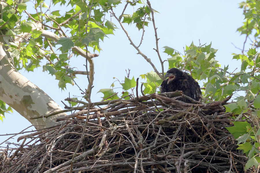 An Eaglet Cries Photograph by Susan Rissi Tregoning