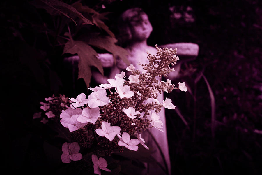 Garden Angel  #1 Photograph by Toni Hopper