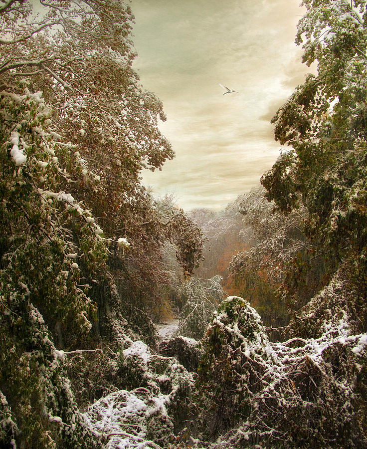 An Early Snow Photograph by Jessica Jenney