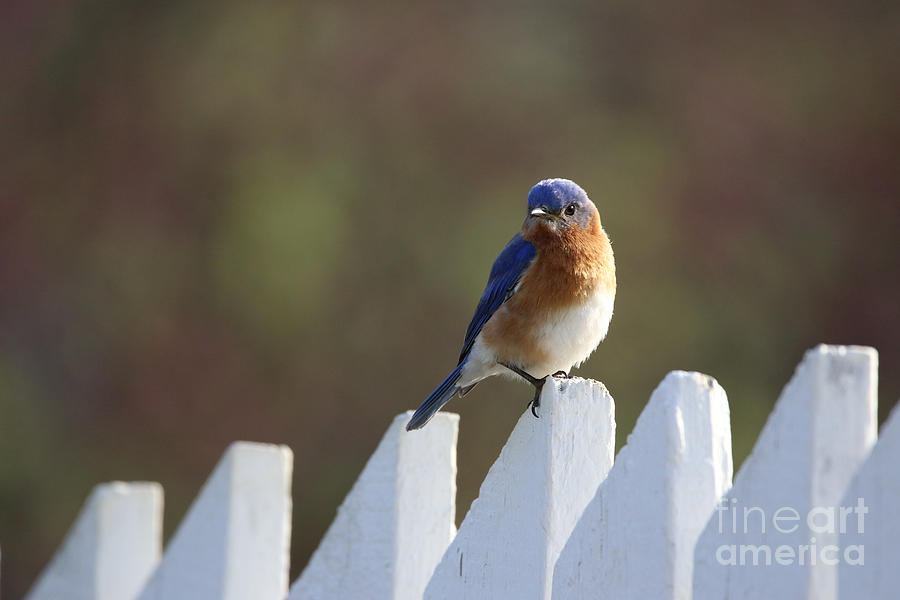 An Eastern Bluebird on a Garden Fence Photograph by Rachel Morrison