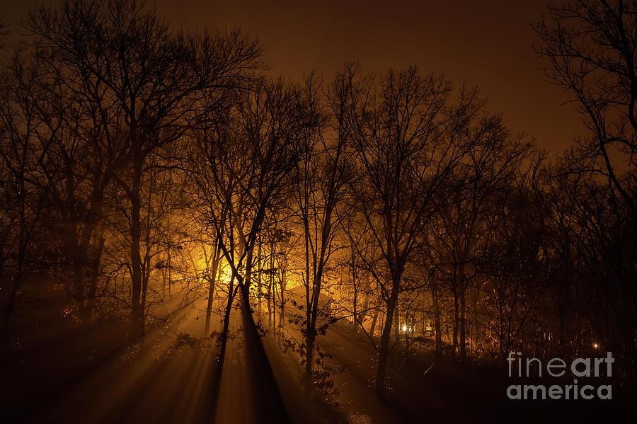 An Eerie Light in the Woods Photograph by George Lehmann