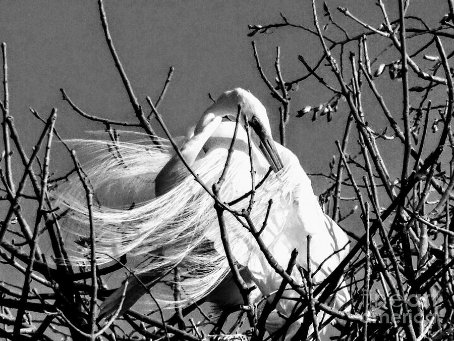 An Egret Photograph by Curtis Tilleraas