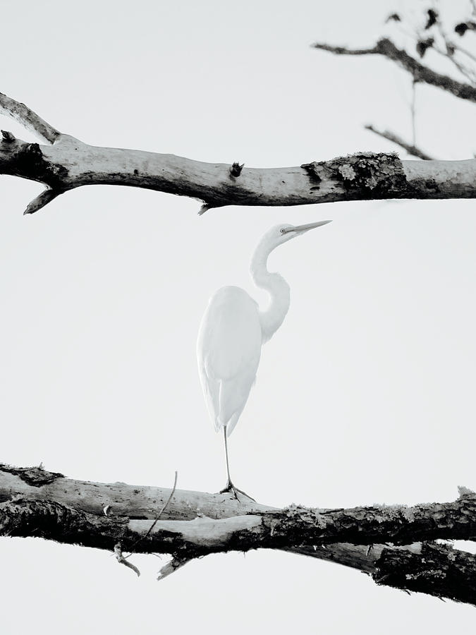 An Egret Photograph by Rachel Morrison
