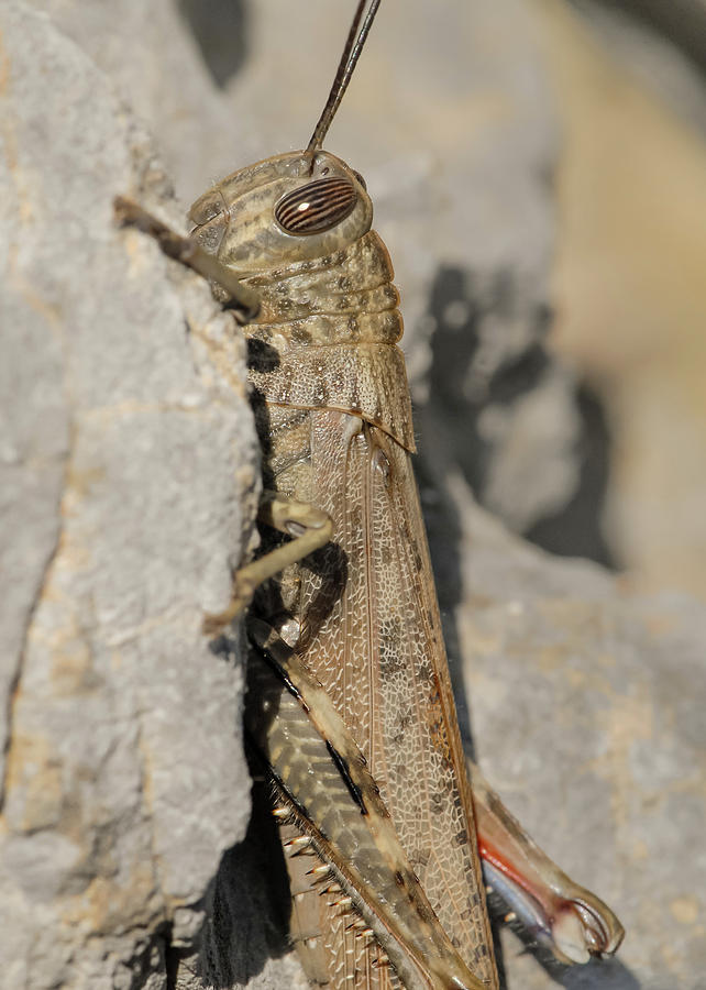 An Egyptian Locust Sitting On A Stone Photograph