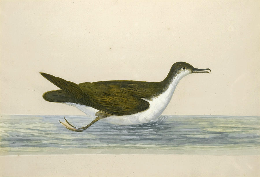 An Eider Drake Drawing by Peter Paillou