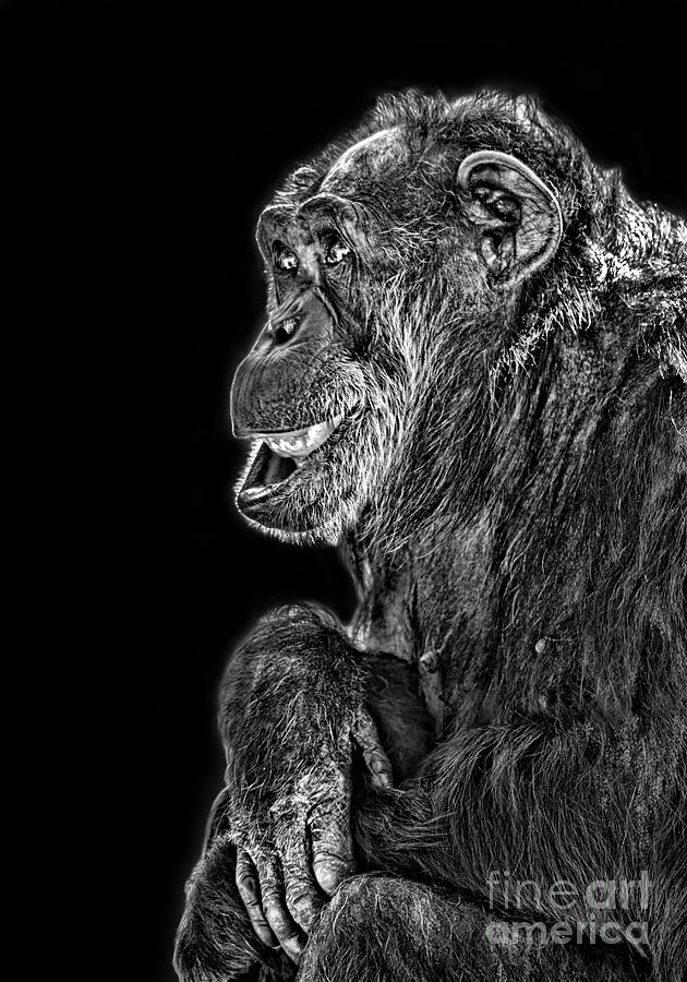 An Elderly Chimp Enjoying Life III Photograph by Jim Fitzpatrick