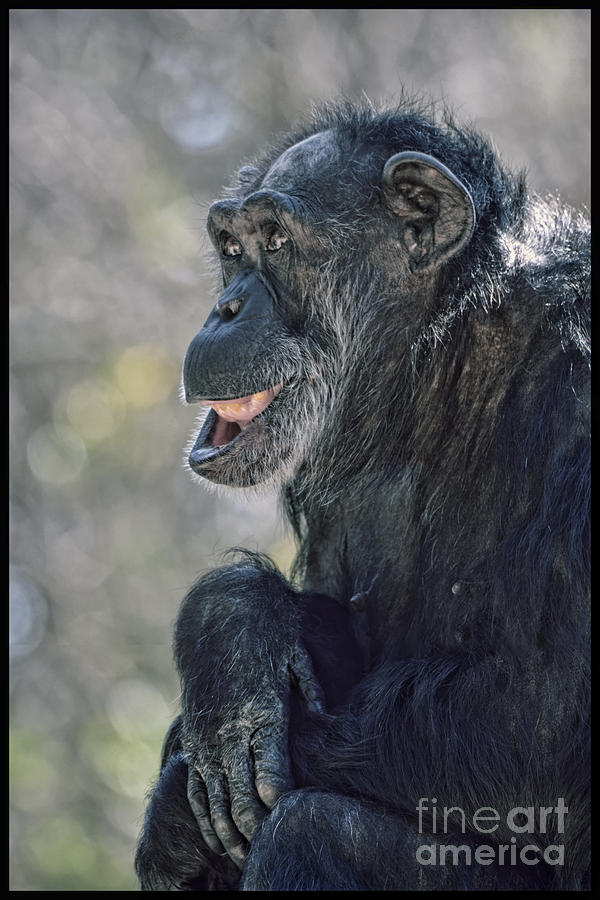 An Elderly Chimp Enjoying Life Photograph by Jim Fitzpatrick