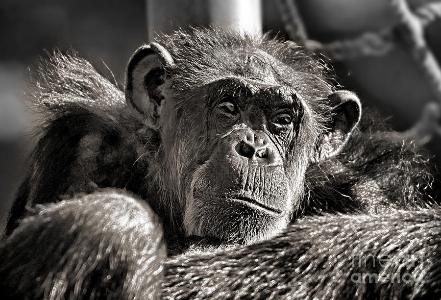 An Elderly Chimp in Thought Photograph by Jim Fitzpatrick
